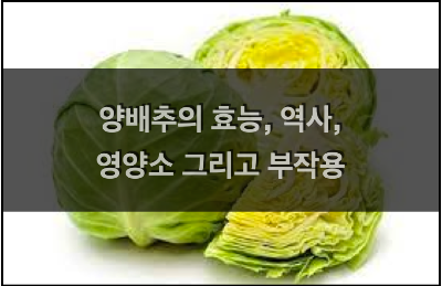 양배추의 기원과 영양소, 효능과 부작용 설명 양배추의 효능 역사 영양소 부작용