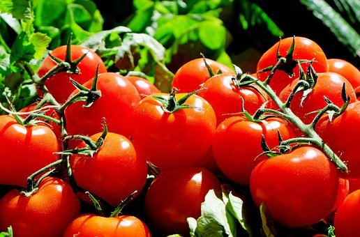 토마토 사진, 영양과 효능, 추천 음식