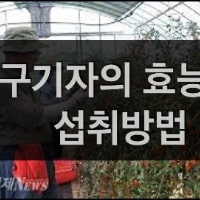 특성_구기자의 모든 것