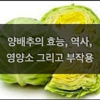 특성_양배추의 모든 것-min