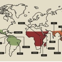 특성_커피의 품종