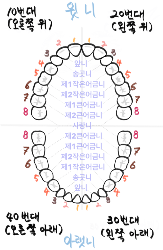 치아의 명칭과 어원, 치아번호 설명 (이빨의 영어명칭 포함)
