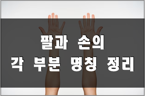 팔과 손의 각 부분 명칭 (팔, 손, 어깨, 팔뚝 부분 영어 명칭 포함)