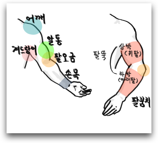 팔과 손의 각 부분 명칭 (팔, 손, 어깨, 팔뚝 부분 영어 명칭 포함)