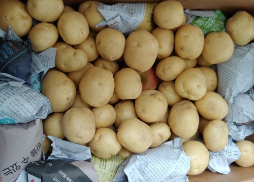 감자
