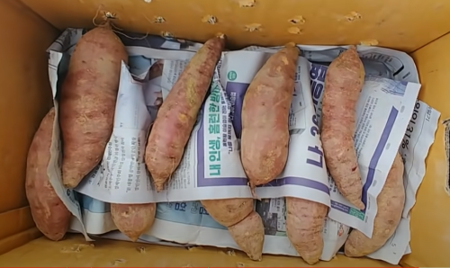 고구마