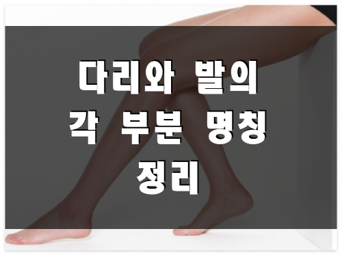 다리와 발부분 명칭 썸네일