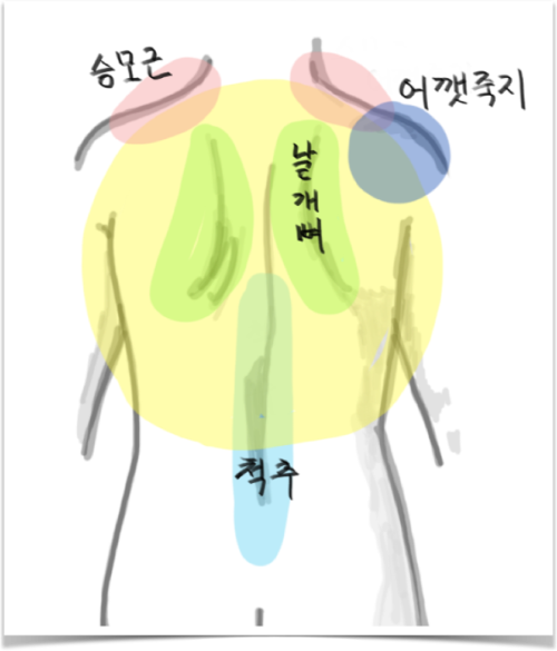 몸통과 등의 각 부분 명칭 (가슴, 복부, 옆구리, 등 부분 영어 명칭 포함)