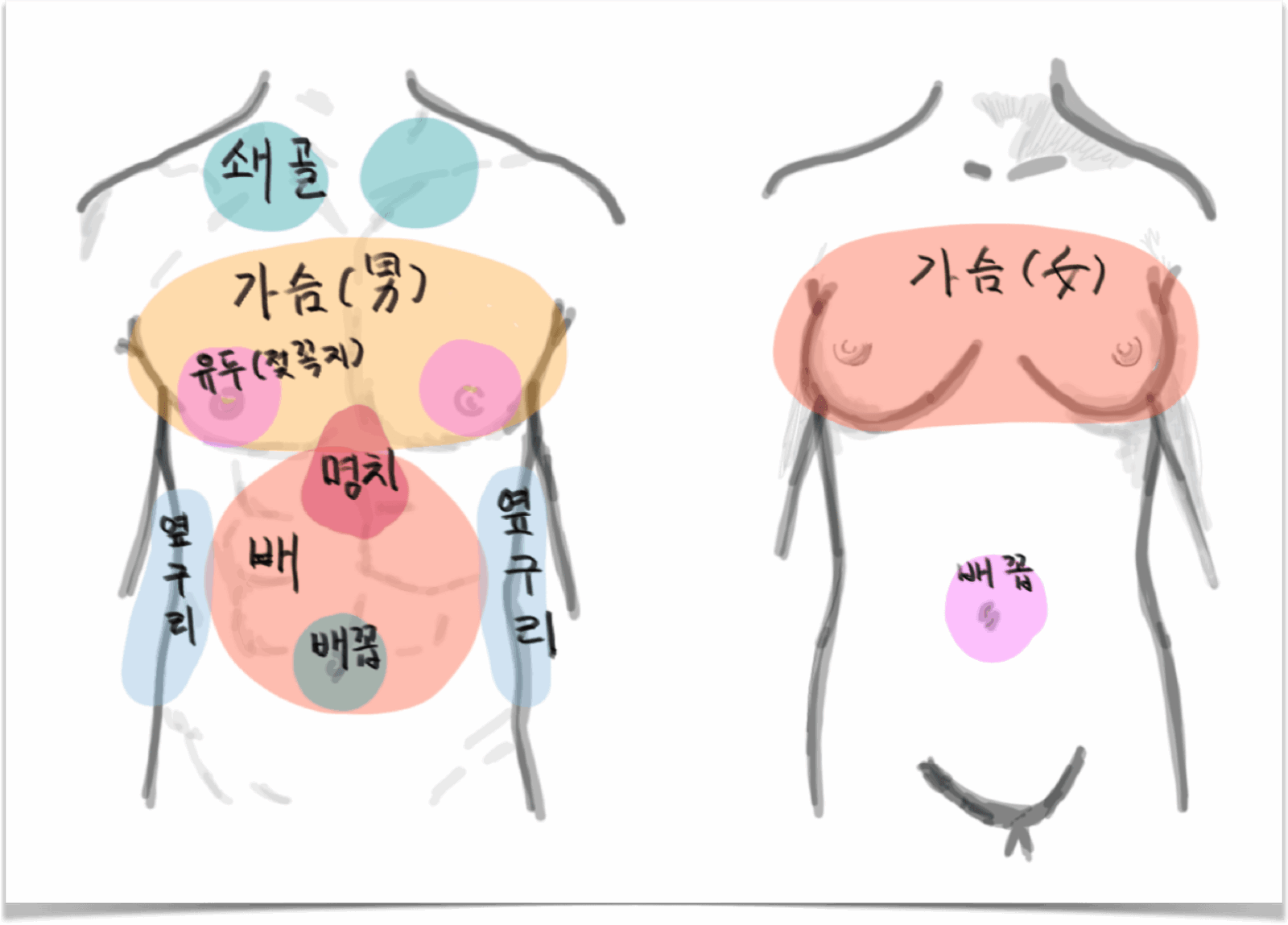 몸통 부위 명칭