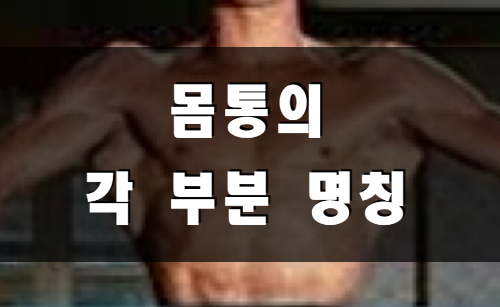 몸통의 명칭 썸네일