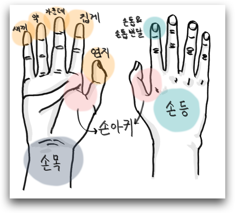 손 부분명칭