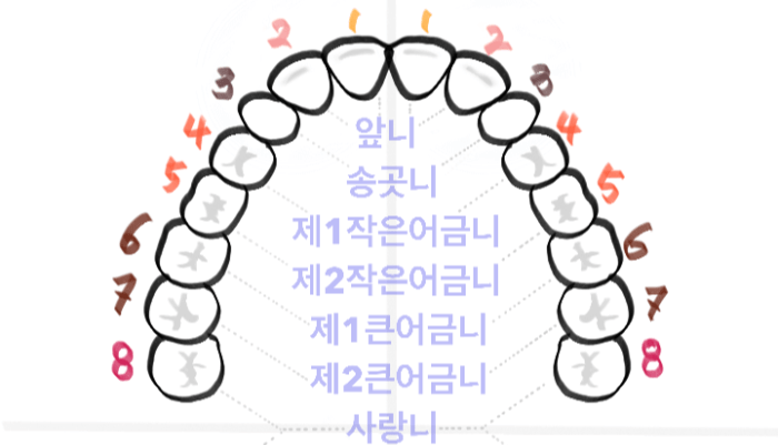 치아의 명칭과 어원, 치아번호 설명 (이빨의 영어명칭 포함) 윗니 그림