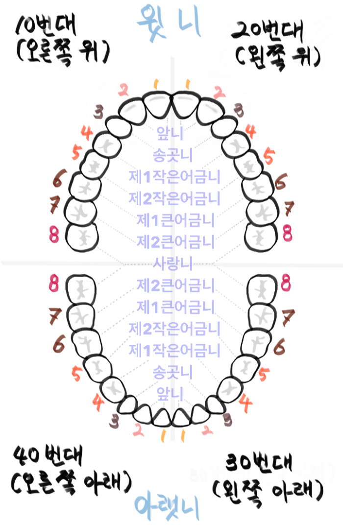 치아의 명칭과 어원, 치아번호 설명 (이빨의 영어명칭 포함) 전체 치아 번호표