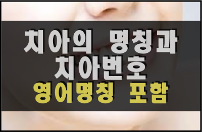 치아의 명칭 썸네일
