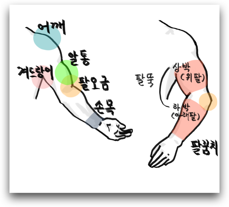 팔 부분명칭