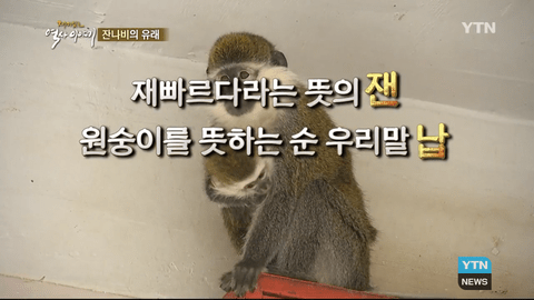 고양이 - 잔나비의 유래 (출처 YTN 재미있는 역사이야기 캡처)