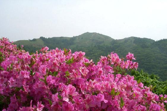 철쭉 군락