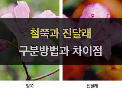 철쭉과 진달래 구분방법과 차이점