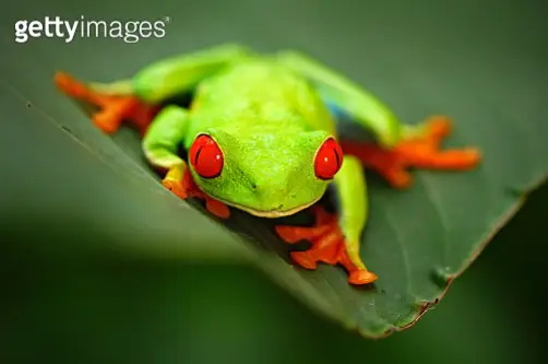 빨간눈 청개구리 (출처: gettyimages)