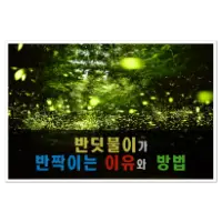 특성_반딧불이가 불을 반짝이는 이유와 방법
