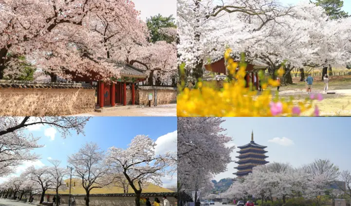 2026년 전국 벚꽃 개화시기 전망 및 지역별 벚꽃축제 일정 완벽 가이드 벚꽃축제_경주 대릉원