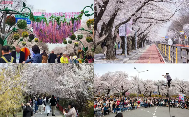 2026년 전국 벚꽃 개화시기 전망 및 지역별 벚꽃축제 일정 완벽 가이드 벚꽃축제_여의도 봄꽃축제